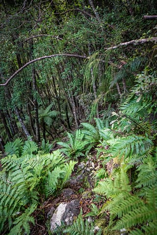 The downhill section towards Tyndall Creek