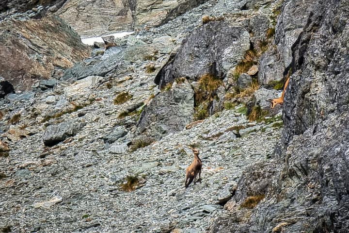 Chamois (two in photo)