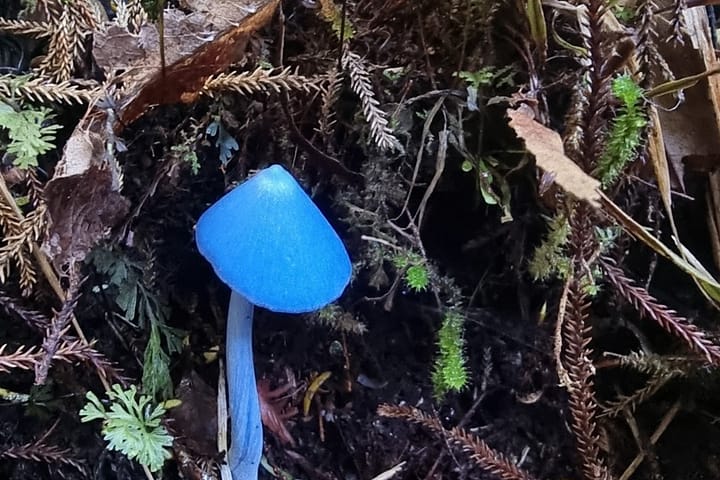 The native Sky-Blue Mushroom