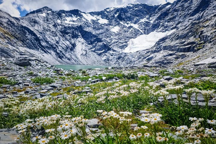 Mountain daisies and Ivory Lake/Glacier 2