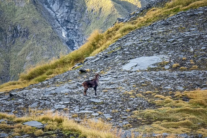 A Tahr, curiously watching me descend the ridge