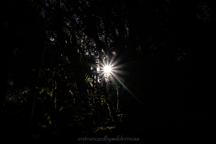 sunstar in dark forest