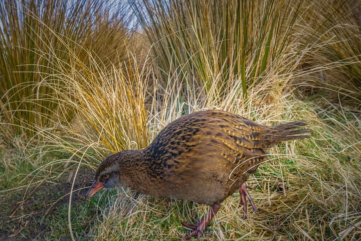 The (fat) local Weka!