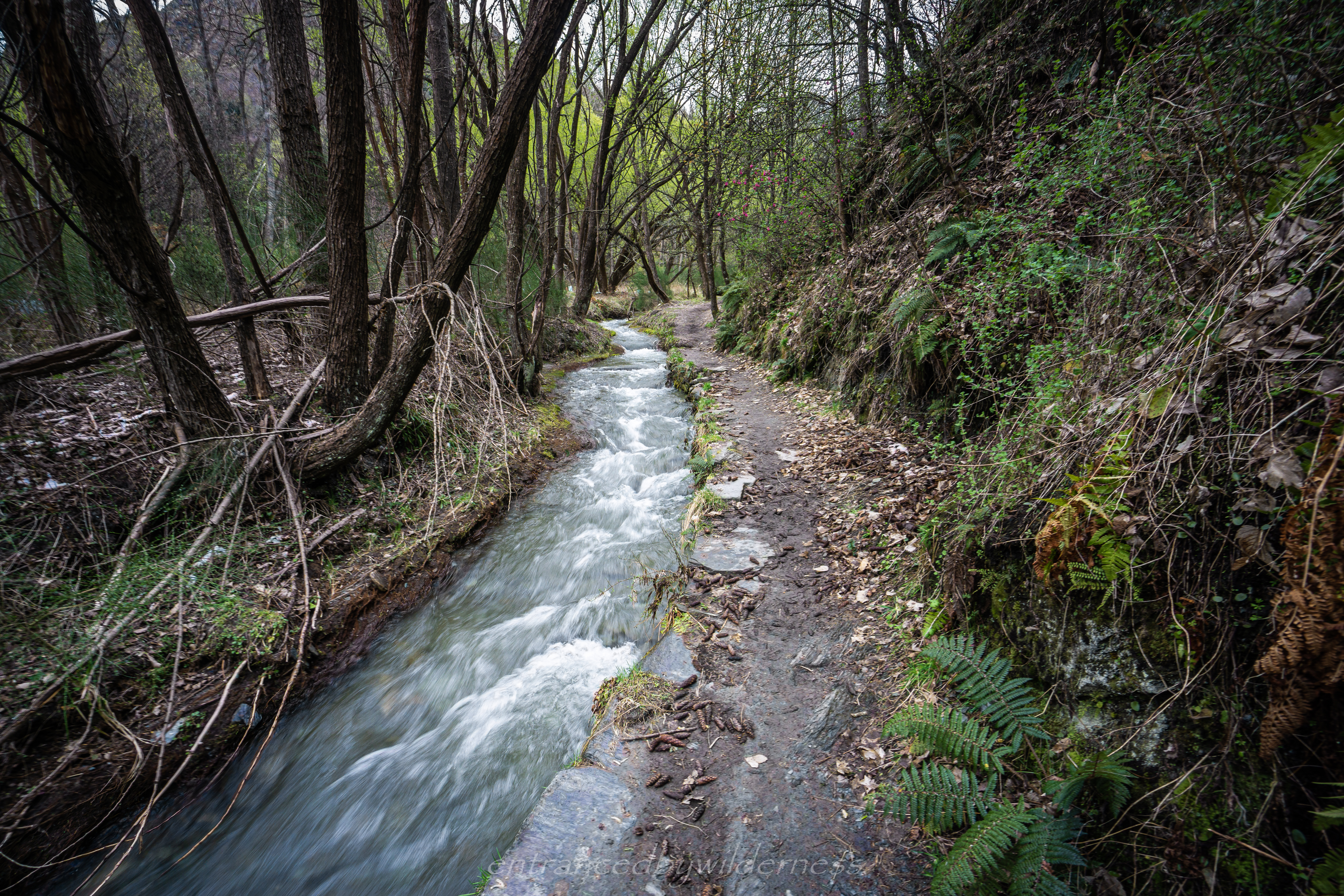 Bush creek trail