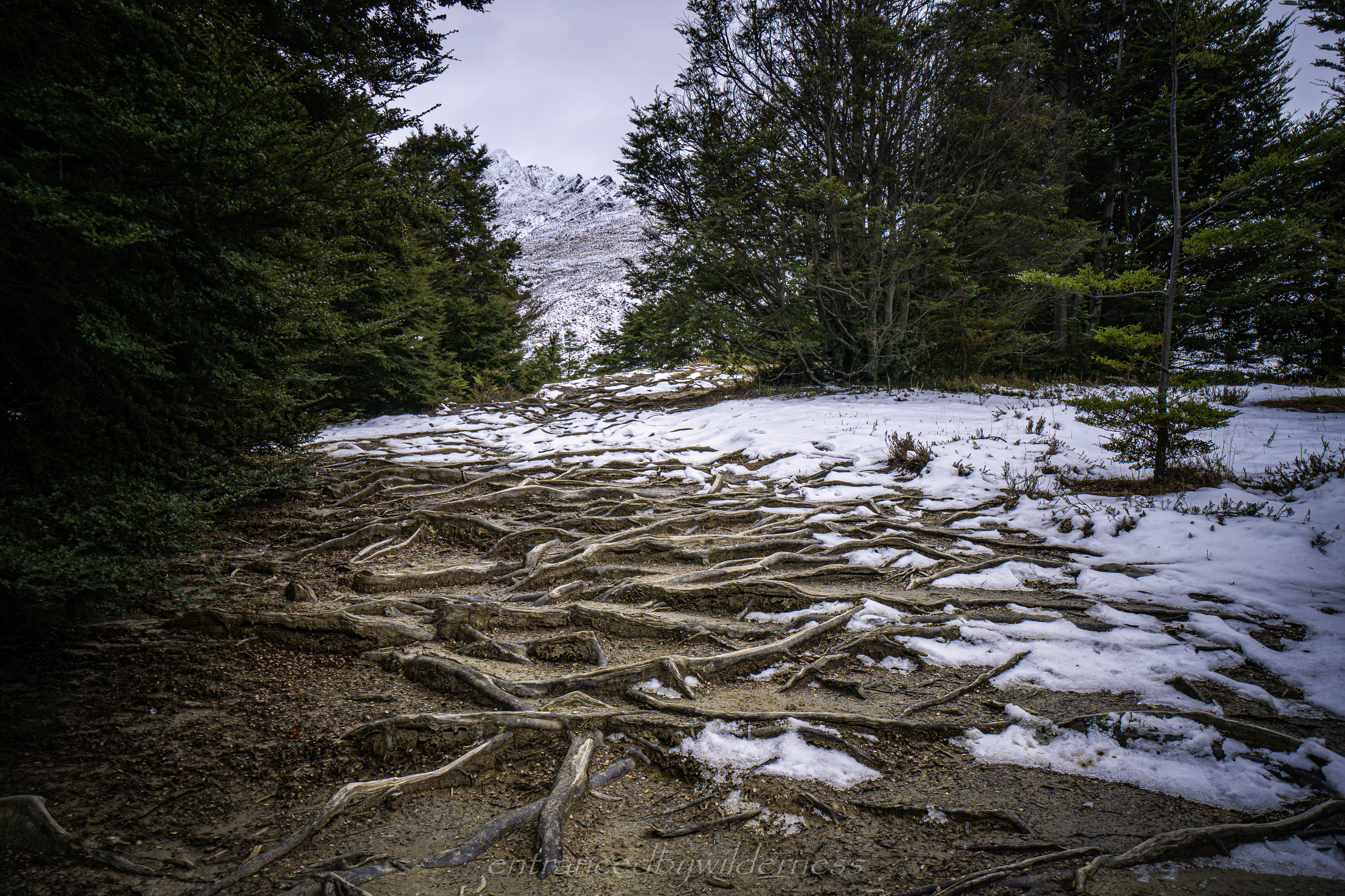 snowfall over tree roots
