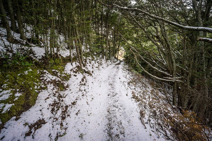 snowy forest trail