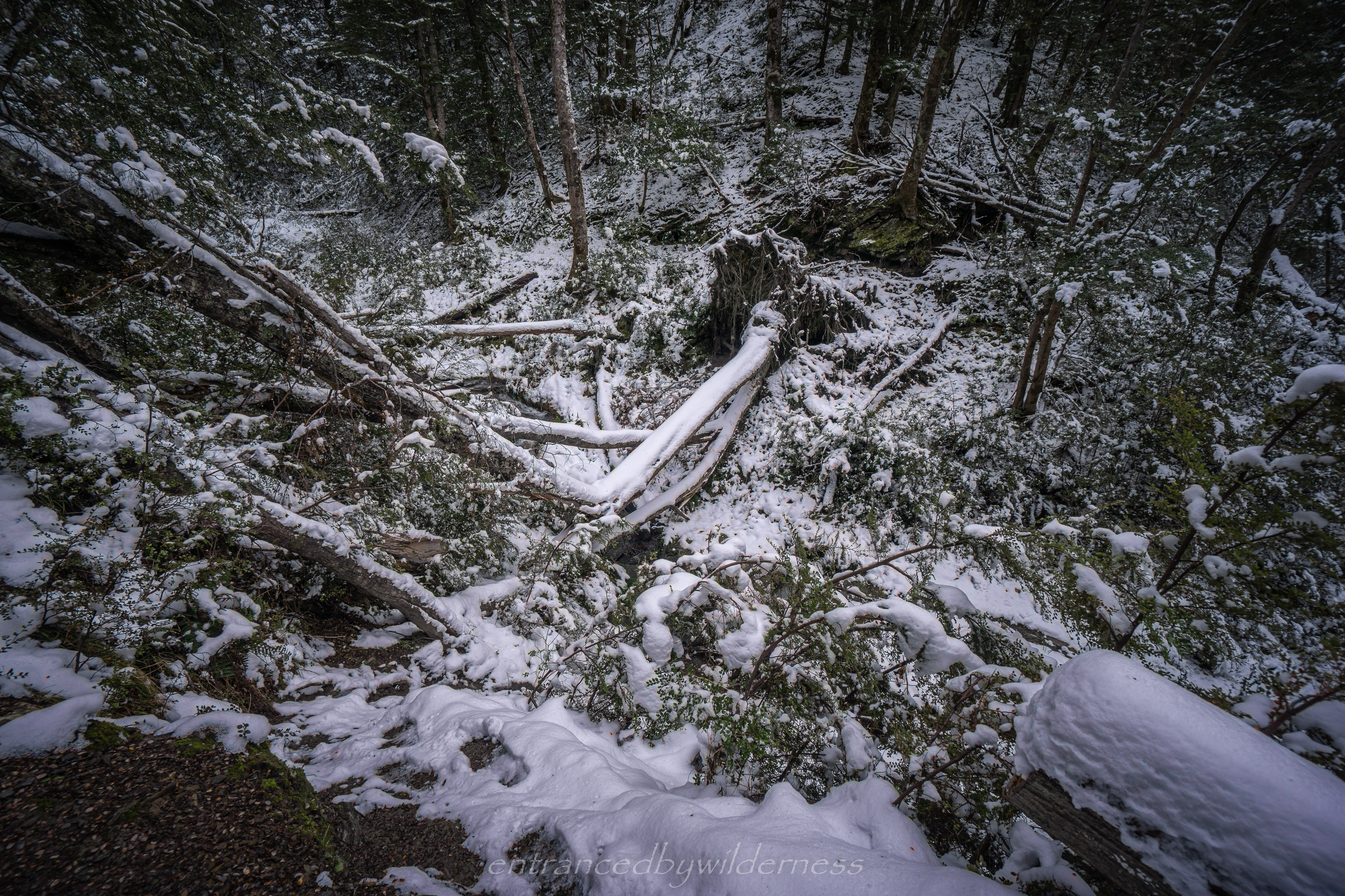 snowy gully with a fallen tree