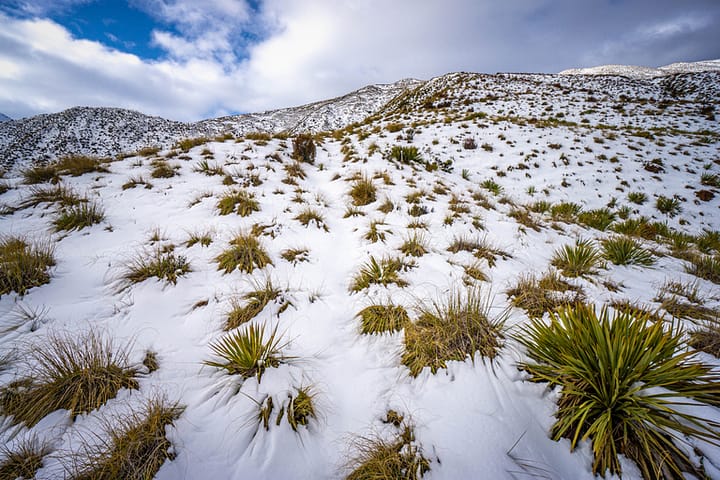 Snow with speargrass