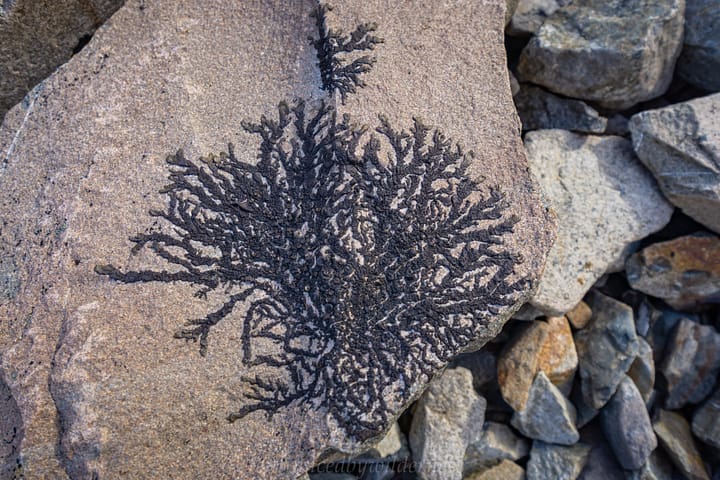Cool fractal lichen