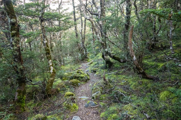 The trail towards Hopeless Hut