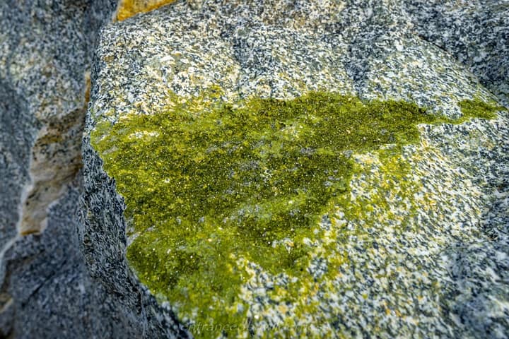 Olivine minerals looking like moss