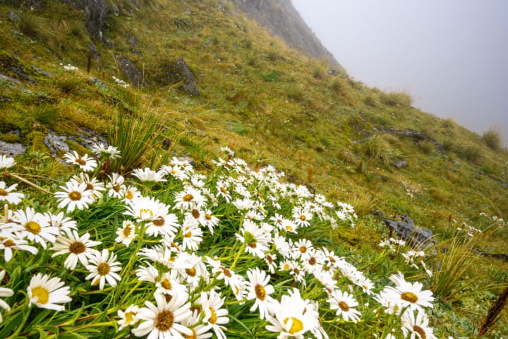 Some pretty Mountain daisies to calm the nerves