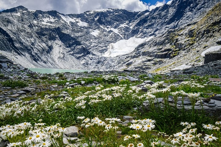Mountain daisies and Ivory Lake/Glacier